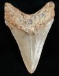 Lower Megalodon Tooth - Great Serrations #11993-2